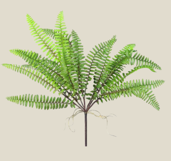 Stem, Boston Fern 17"
