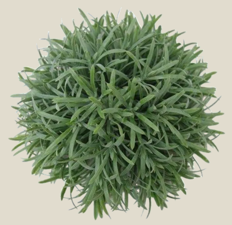 Ball, Half round Rosemary 9"