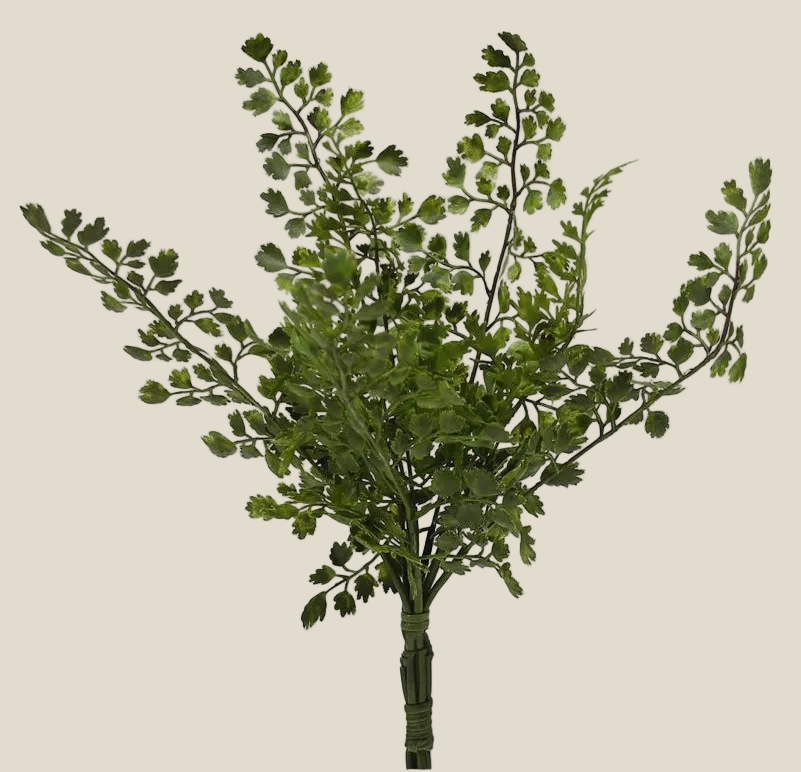 Maiden Hair Fern Bush - 14"