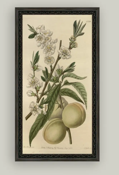 White Peach Framed Art, 7x12