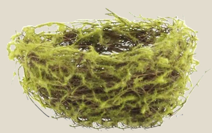 Bird Nest, Angel Vine With Ivory Eggs