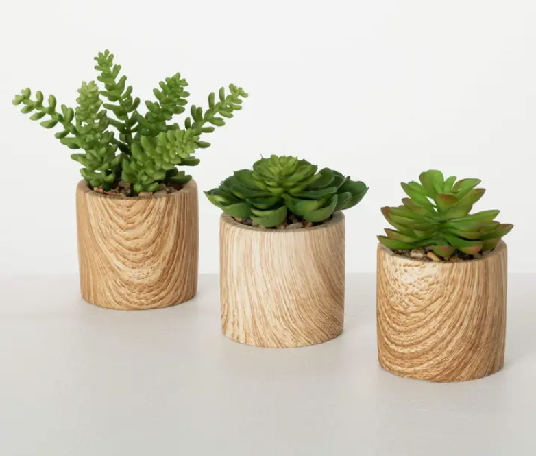 Plant, Succulent Potted