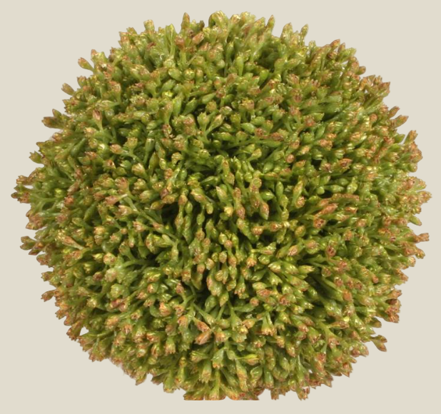 Ball, Brown Seed 4"